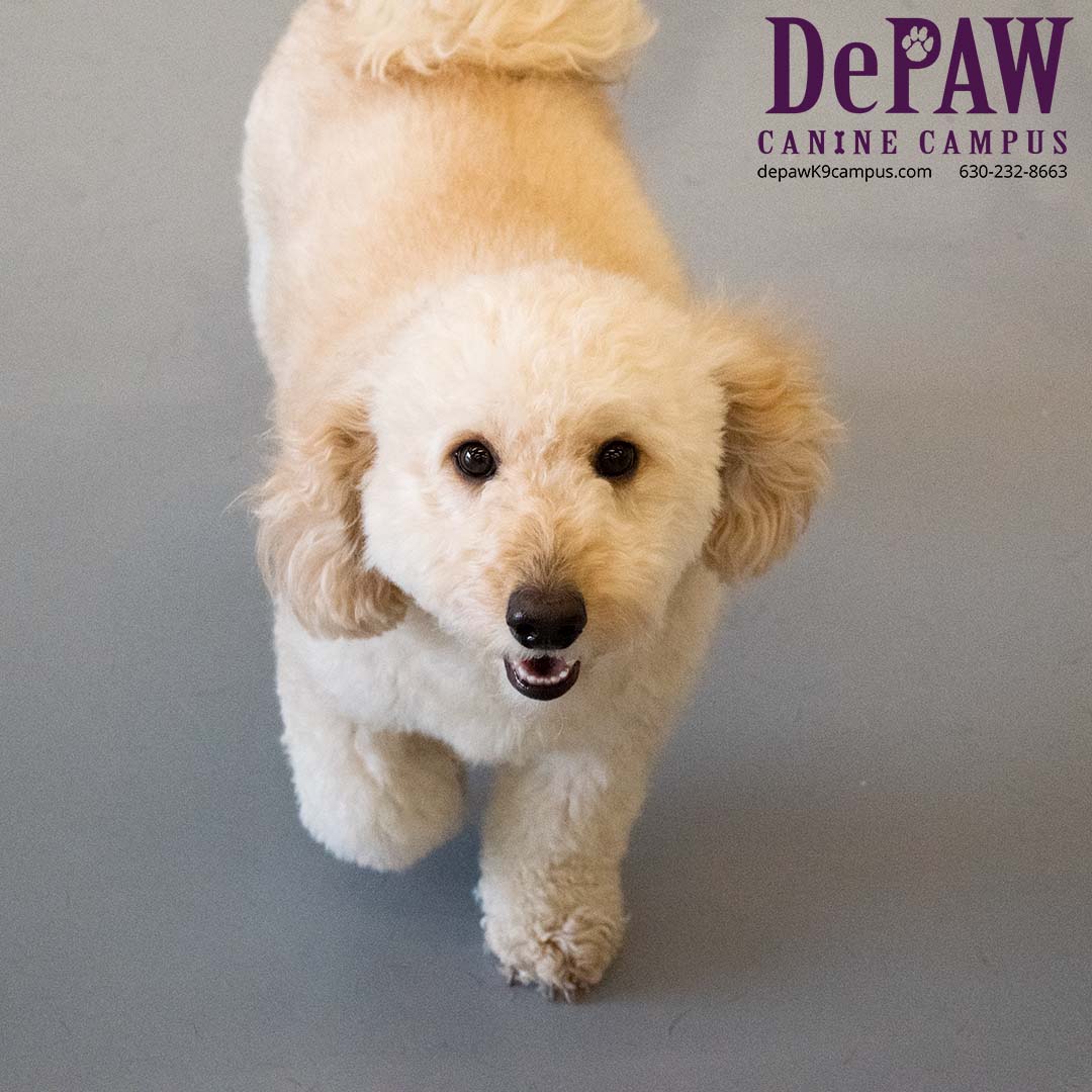 Fox Valley Values DePAW University Canine Campus Intro to Obedience