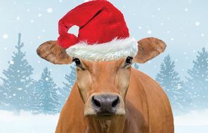 Caroling with Cows