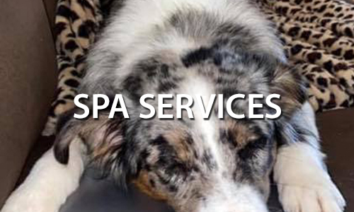 DePAW Canine  Dog Grooming and Spa Services