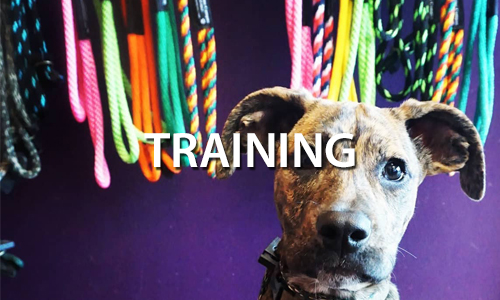 DePAW Canine  Dog Training