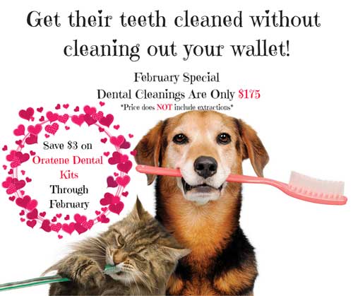 Pet Dental Special at Randall Orchard Crossing Animal Hospital