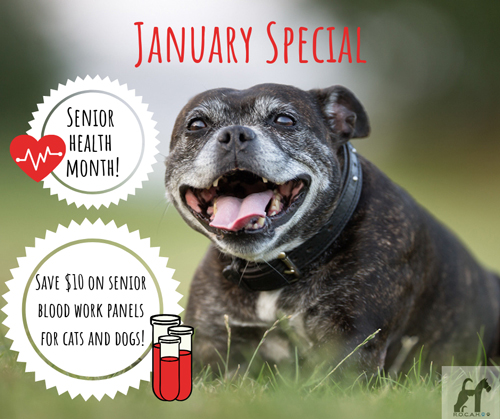 January is Senior Pet Health Month at Randall Orchard Crossing Animal Hospital