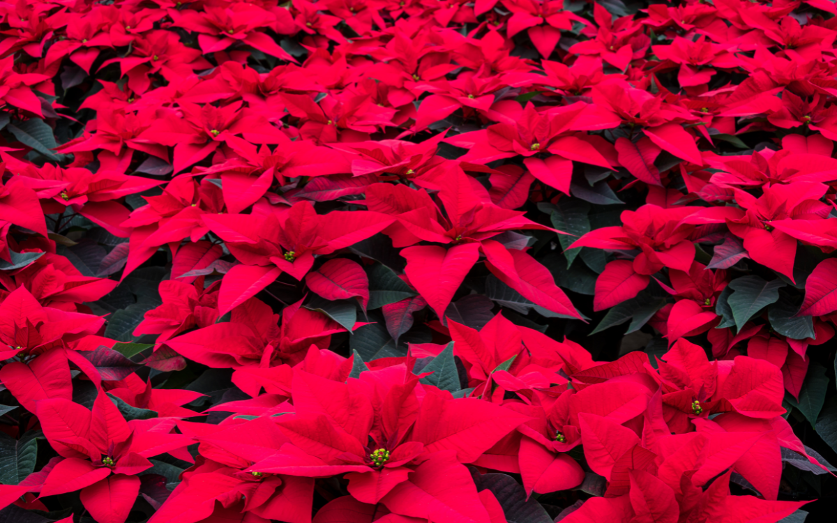 Heinz Bros Garden Center St Charles IL