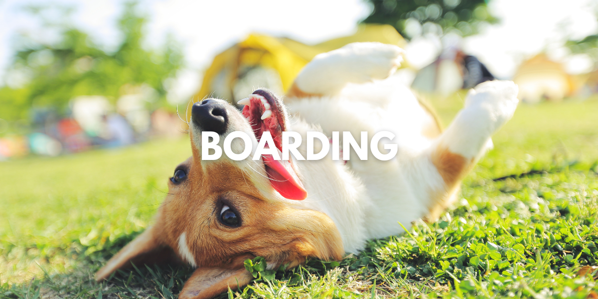 Dog Boarding Services