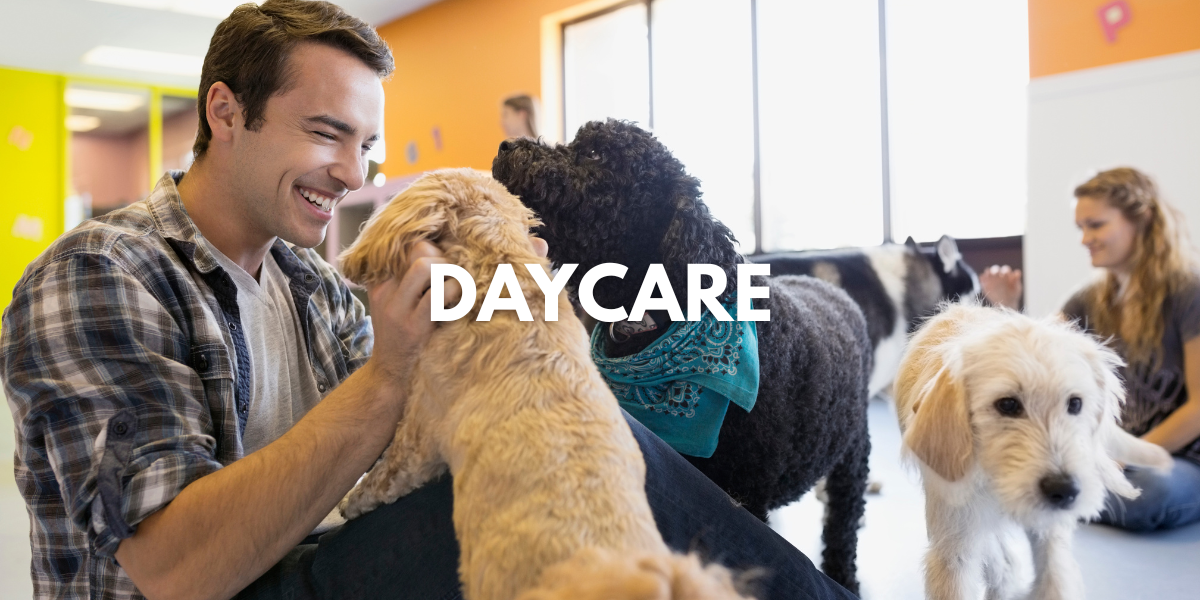 Doggie Daycare