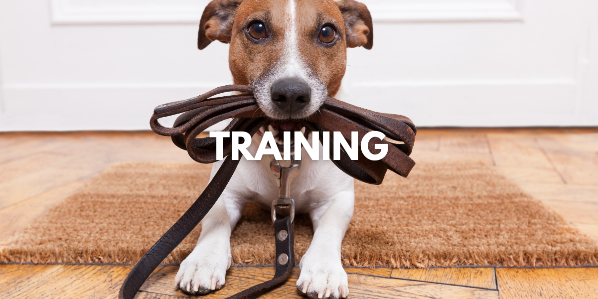 Dog Training Services